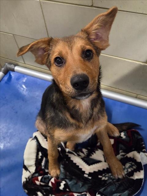 Photo of Mickey, adoptable German Shepherd Dog in Woodland, California