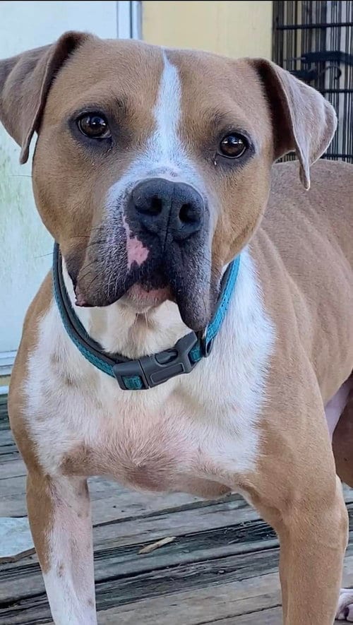Photo of Milton- goofy boy, adoptable American Staffordshire Terrier in Oakhurst, New Jersey