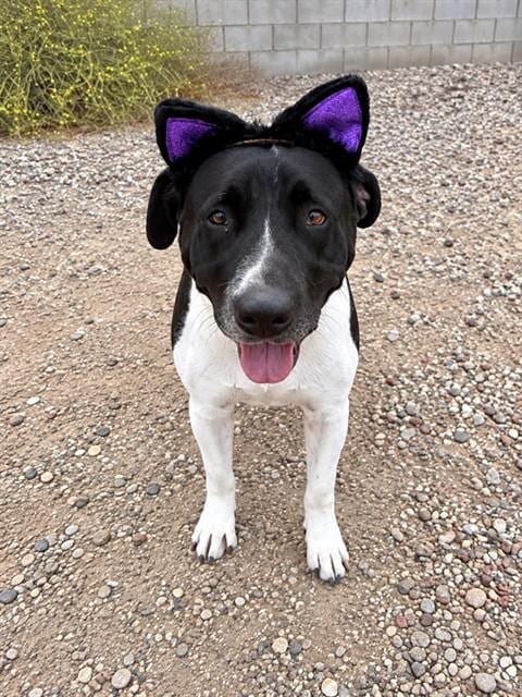 Photo of Gloria, adoptable Pit Bull Terrier in Lompoc, California