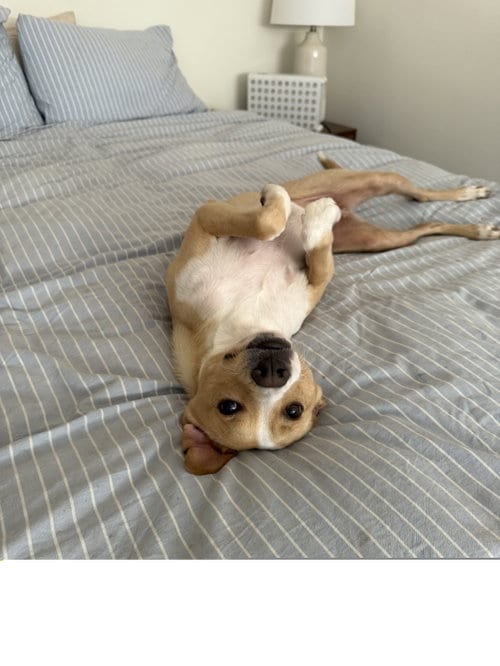 Photo of Milo, adoptable Collie in ROSEVILLE, California