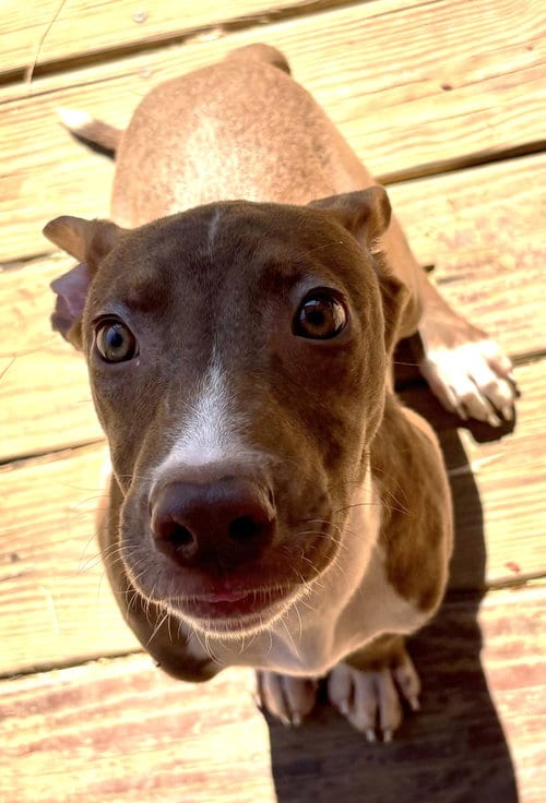 Photo of Strawberry Shortcake, adoptable American Pit Bull Terrier in Wetumpka, Alabama