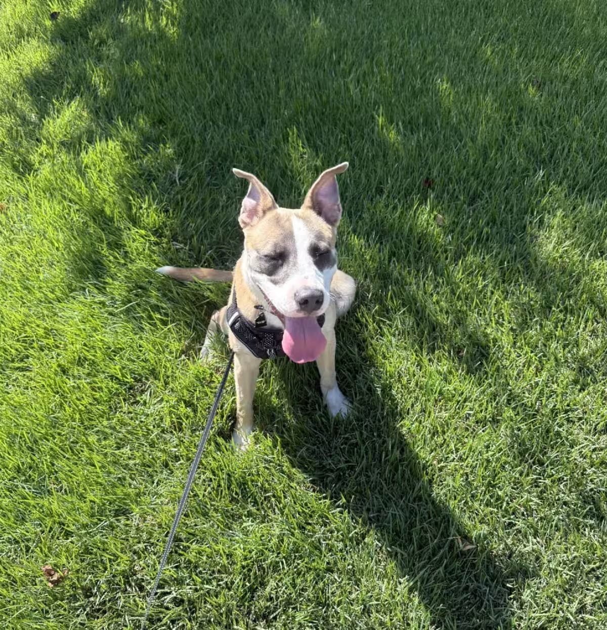 Photo of Zorro, adoptable Bull Terrier Basenji in Denver, Colorado