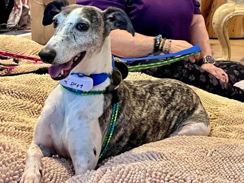 Photo of Bourbon, adoptable Whippet in Millsboro DELAWARE, New Jersey