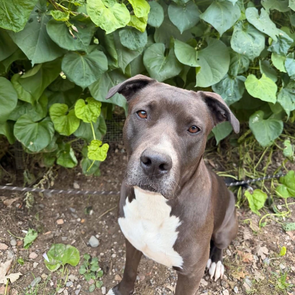 Photo of Benny, adoptable Mixed Breed (Large) in St. Cloud, Minnesota