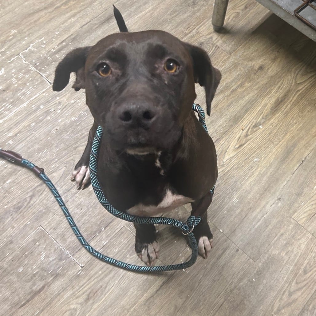 Photo of Stephanie, adoptable Mixed Breed (Medium) in Summerville, South Carolina