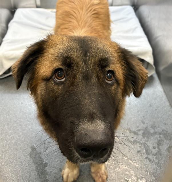 Photo of Grim, adoptable Mixed Breed