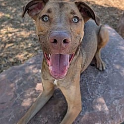 Photo of Cesar, adoptable German Shepherd Dog Hound (Unknown Type) in Littleton, Colorado