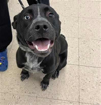 Photo of Diva, adoptable Labrador Retriever in Killeen, Texas