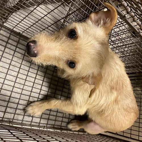 Photo of A614798, adoptable Dachshund in Modesto, California