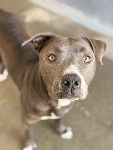 Photo of Piper, adoptable Pit Bull Terrier in Sacramento, California