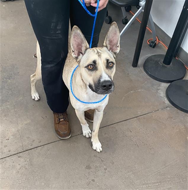Photo of Star, adoptable Mixed Breed