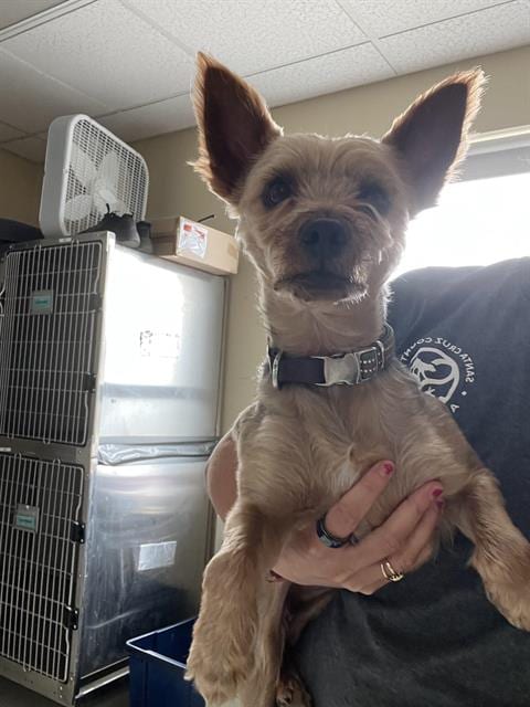 Photo of Lucky, adoptable Yorkshire Terrier Yorkie in Santa Cruz, California