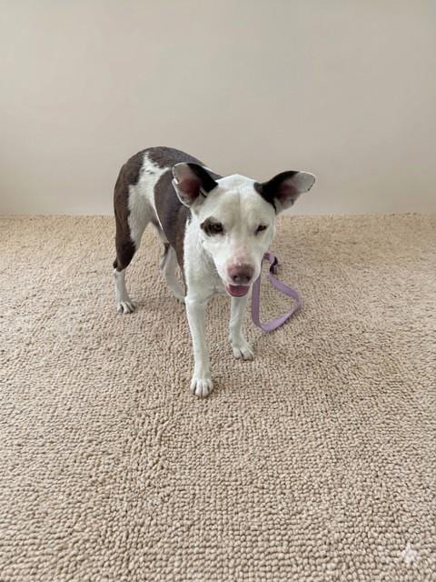 Photo of Rocky, adoptable American Bulldog in Miami, Florida