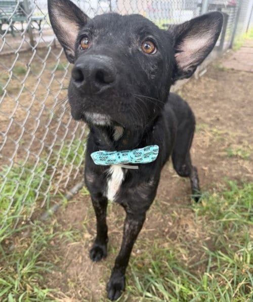 Photo of Atlas, adoptable German Shepherd Dog in Houston, Texas