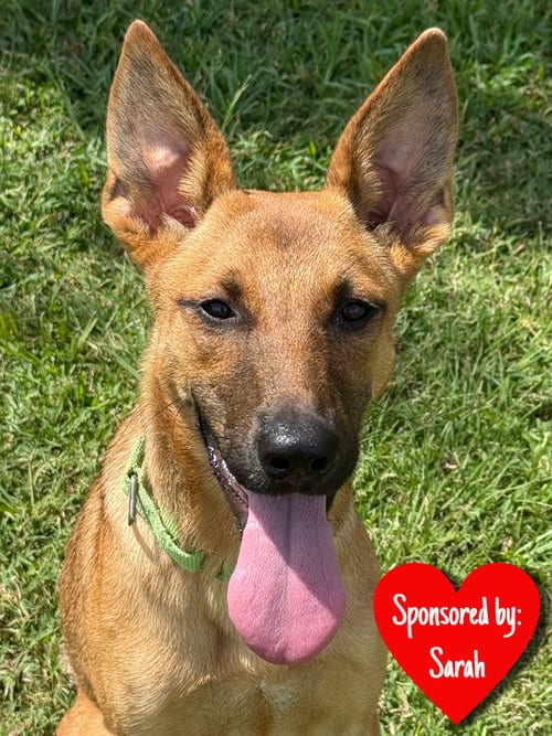 Photo of Ainsley, adoptable German Shepherd Dog in San Leon, Texas