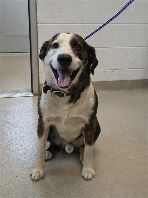 Photo of Eden, adoptable Labrador Retriever in Haw River, North Carolina