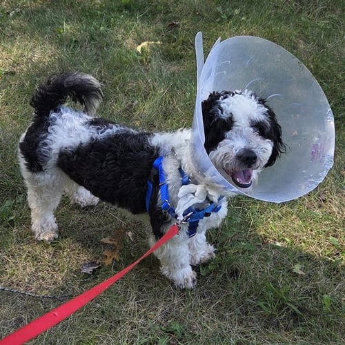 Photo of Max, adoptable Poodle (Miniature) in Centerville, Massachusetts