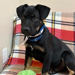 Photo of Mars, adoptable American Pit Bull Terrier in Santa Maria, California