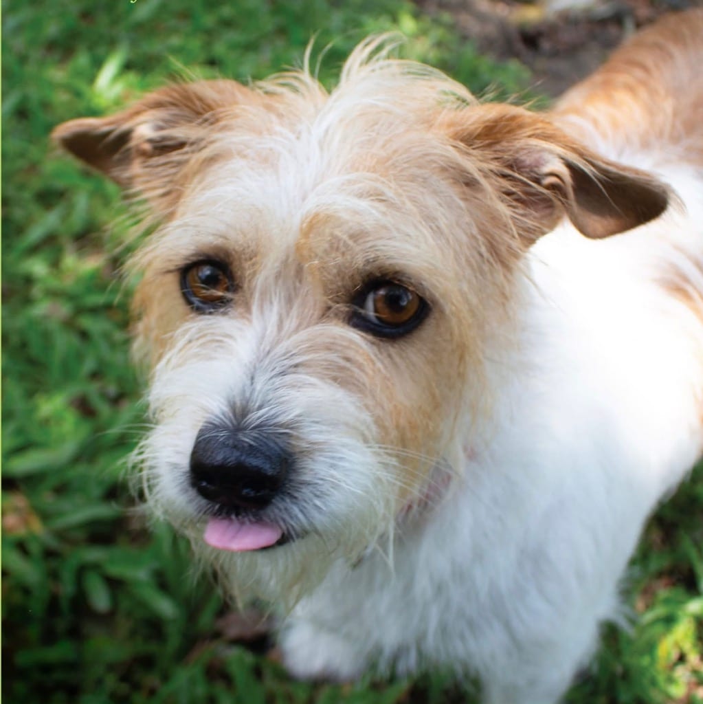 Photo of Martha, adoptable Terrier in Bloomfield, Connecticut