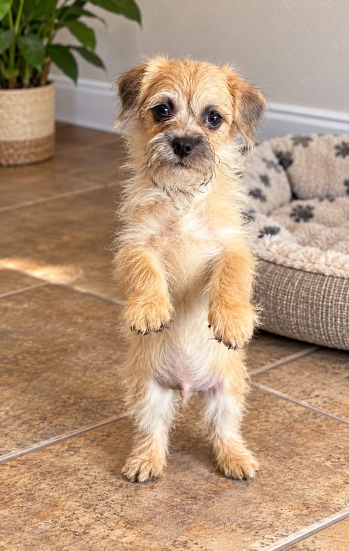 Photo of Biscuit, adoptable Border Terrier in Phoenix, Arizona
