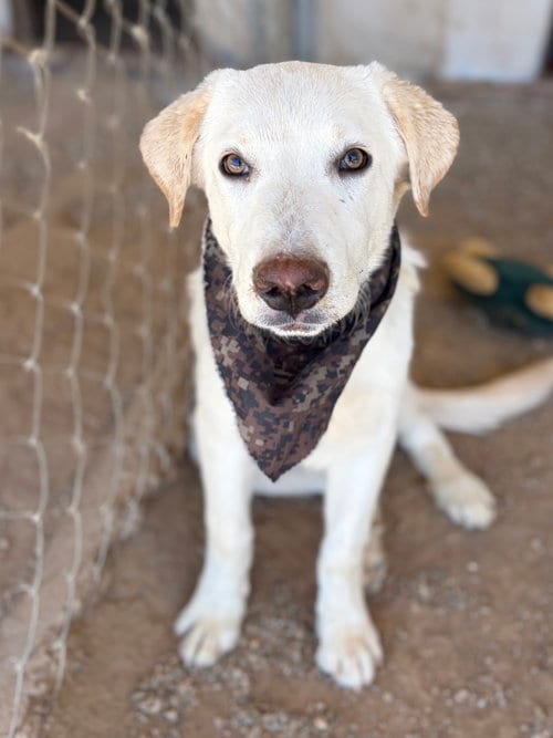 Photo of Harrison, adoptable Labrador Retriever in San Diego, California