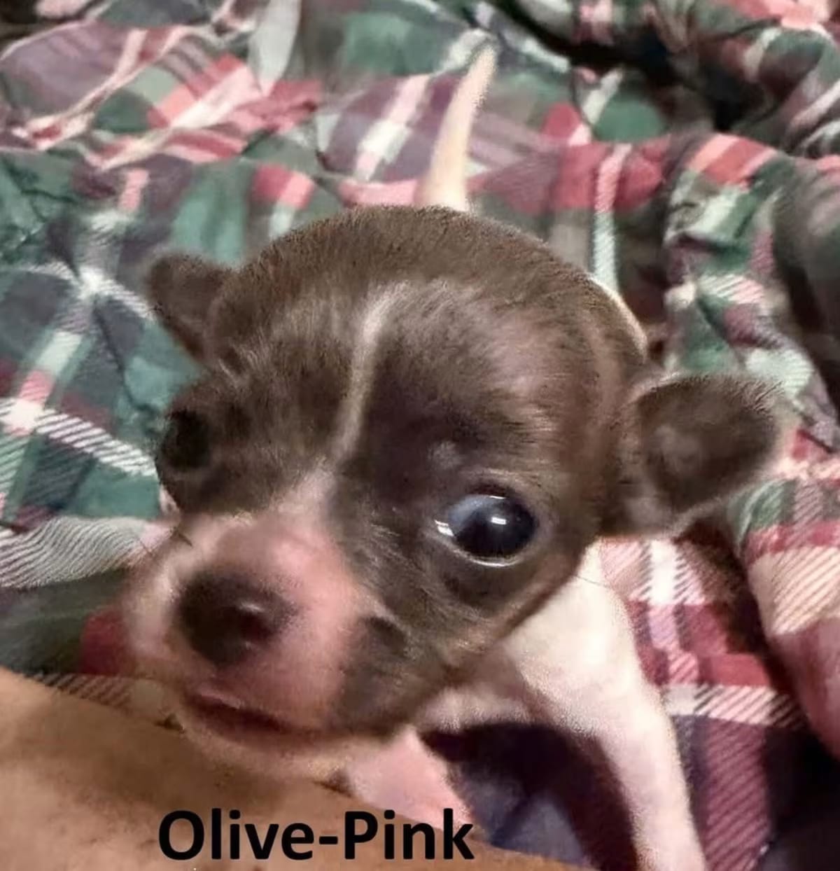 Photo of Olive, adoptable Chihuahua in Bristol, Connecticut