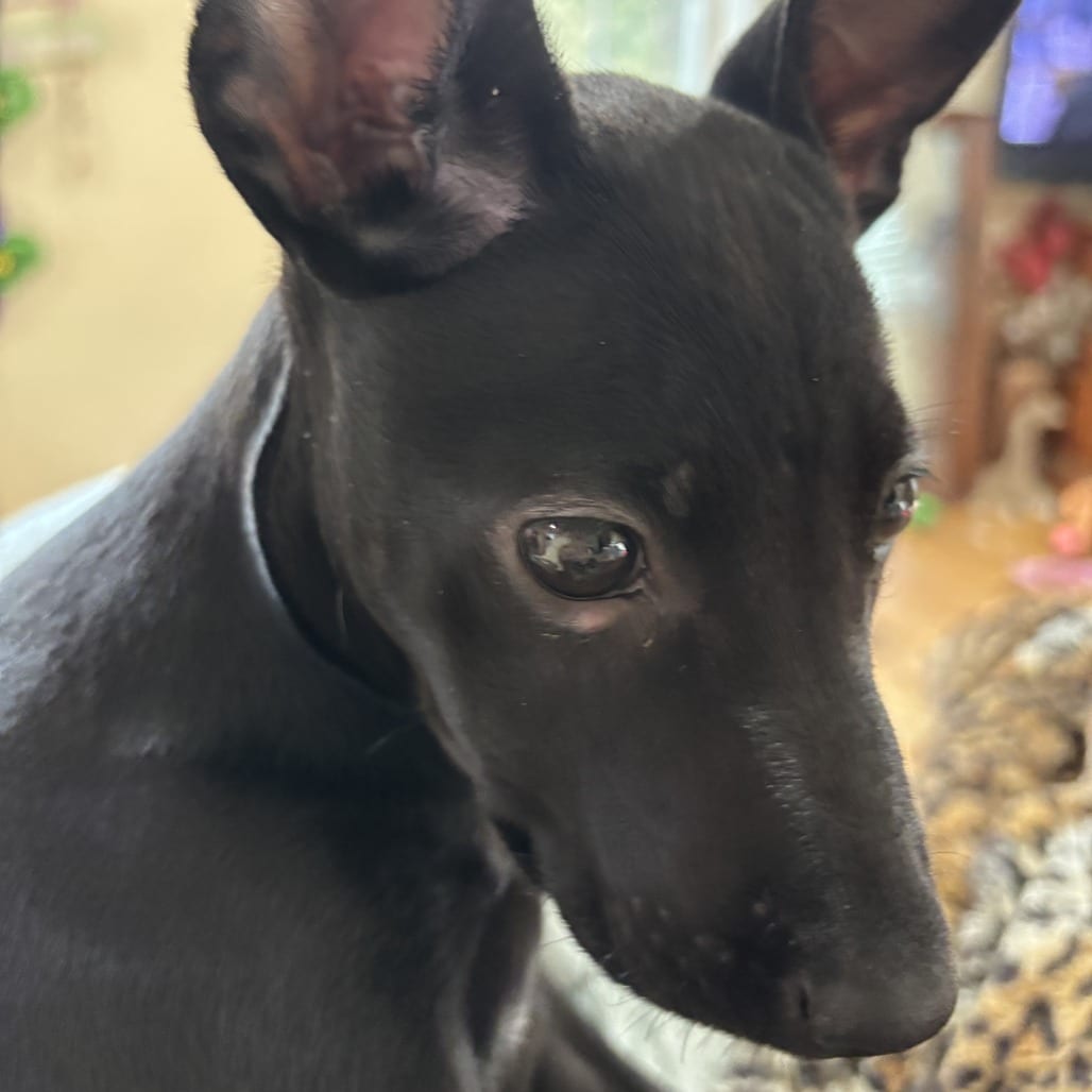 Photo of Gladys, adoptable Retriever, Black Labrador / Mixed Breed (Small) in Starkville, Mississippi