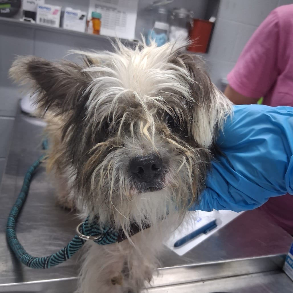 Photo of Chucky, adoptable Mixed Breed (Small) in Summerville, South Carolina