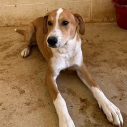 Photo of Storm 5614, adoptable Mixed Breed (Medium) in Loxahatchee, Florida