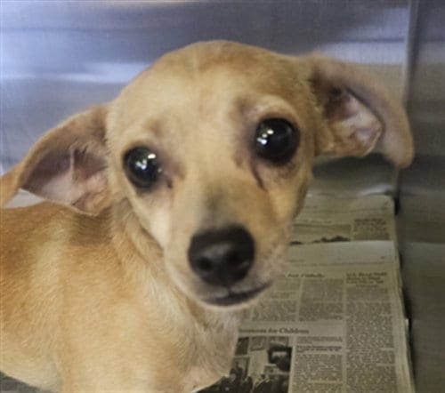 Photo of Hijo, adoptable Chihuahua in Los Angeles, California