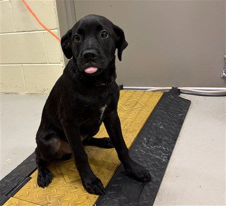 Photo of Vaporeon, adoptable Labrador Retriever in Sanford, Florida