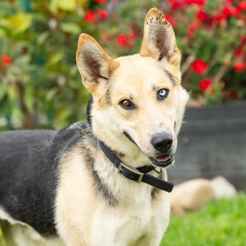 Photo of Katashi, adoptable German Shepherd Dog in Camarillo, California