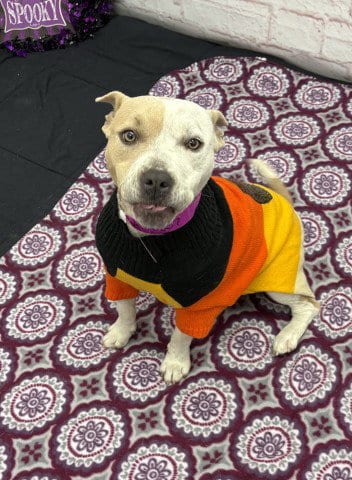 Photo of Anaheim Ducks, adoptable American Staffordshire Terrier in Detroit, Michigan