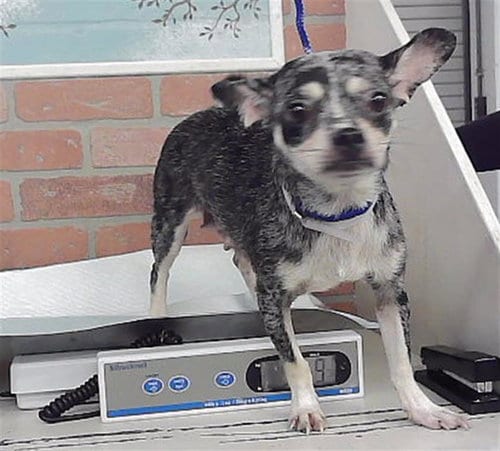 Photo of A2095580, adoptable Chihuahua in Houston, Texas