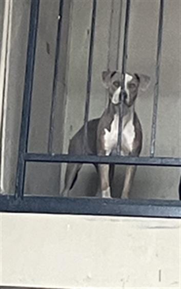 Photo of Jannet, adoptable Pit Bull Terrier in Dallas, Texas