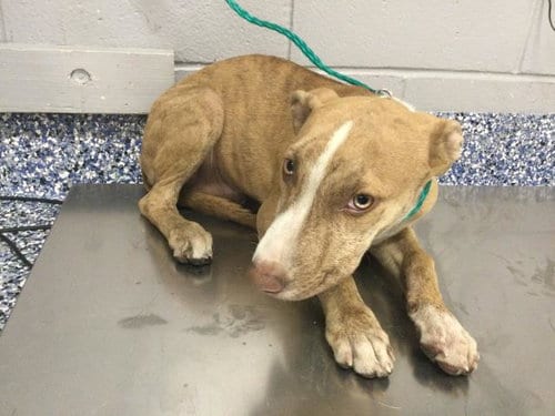 Photo of Buzz, adoptable Labrador Retriever in Riverside, California