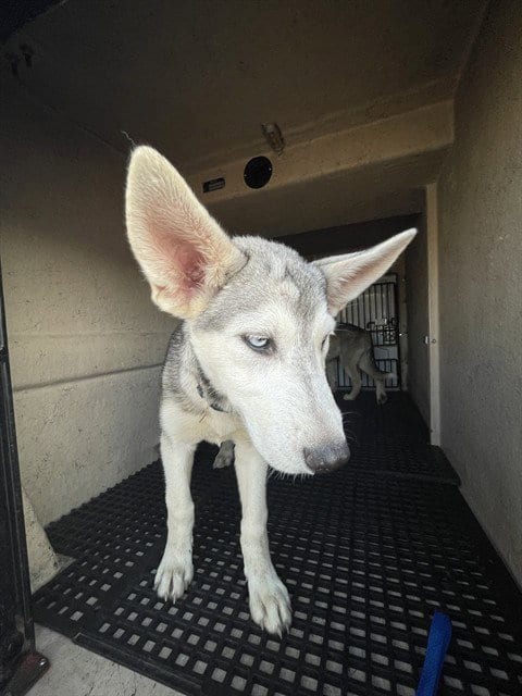 Photo of Ganon, adoptable Siberian Husky in Killeen, Texas
