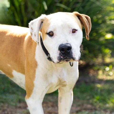 Photo of Doug, adoptable Pit Bull Terrier in Camarillo, California