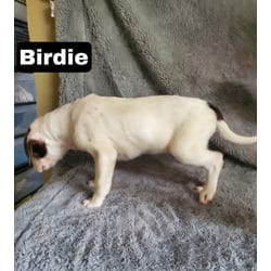 Photo of 56064974, adoptable Hound (Unknown Type) in Medfield, Massachusetts