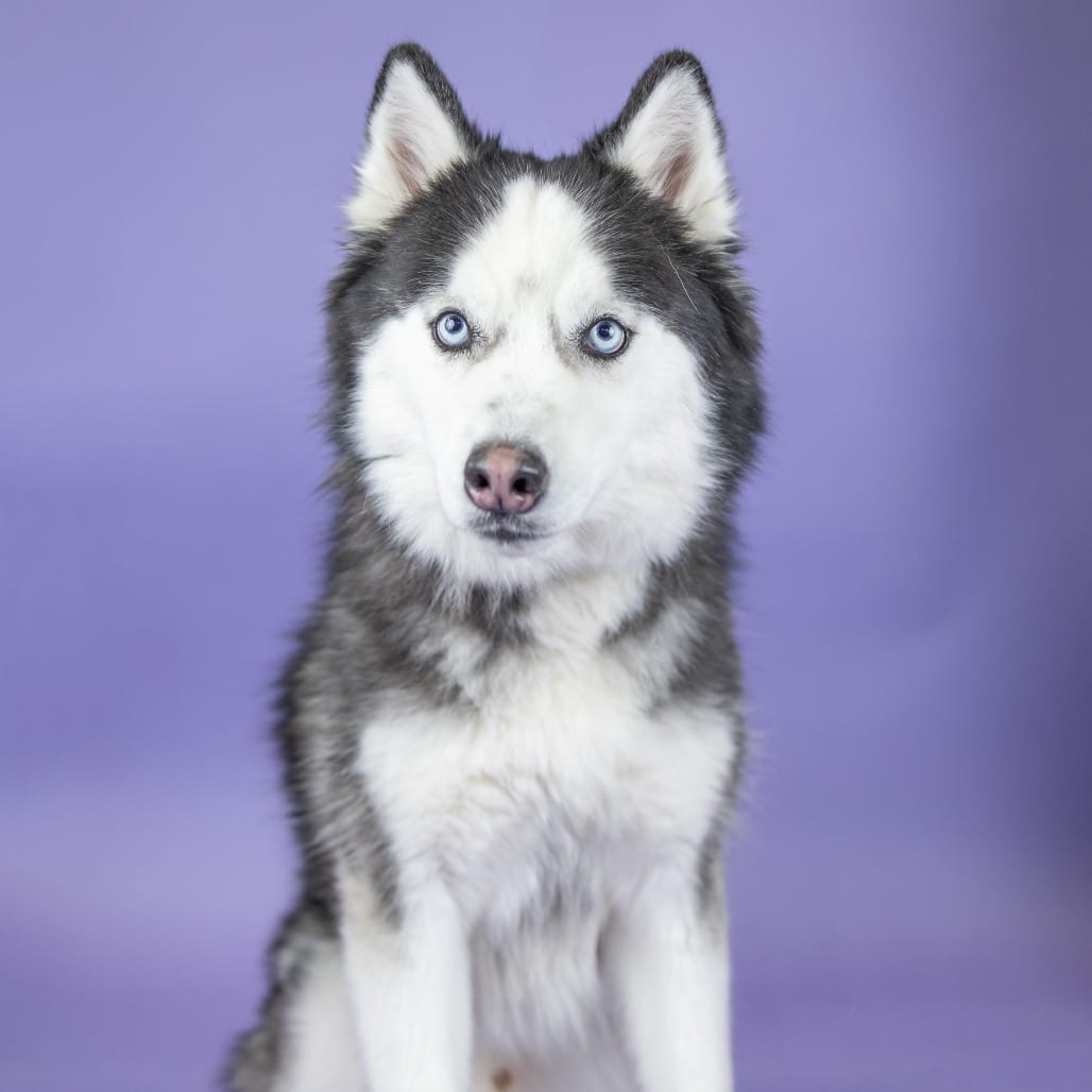 Photo of Niko, adoptable Husky, Alaskan / Malamute, Alaskan in Portland, Oregon