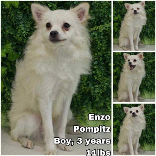 Photo of Enzo from Korea, adoptable Pomeranian in Federal Way, Washington