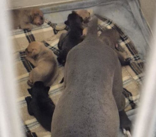 Photo of Bark Choy, adoptable Pit Bull Terrier in Decatur, Illinois