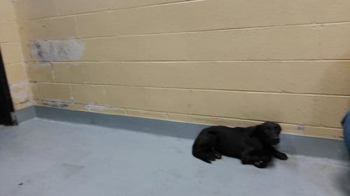 Photo of Tuna, adoptable Anatolian Shepherd in Tulsa, Oklahoma
