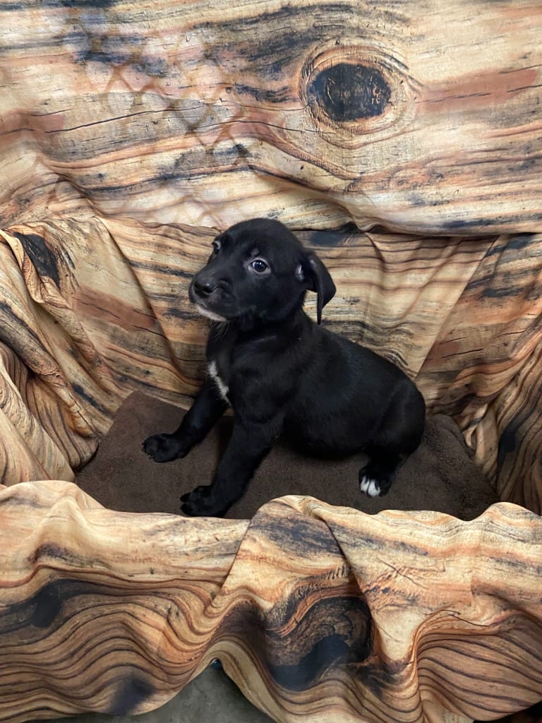 Photo of Shadow, adoptable Mixed Breed in Minot, North Dakota