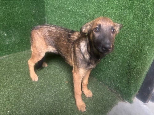 Photo of Sasha, adoptable German Shepherd Dog in Lancaster, California
