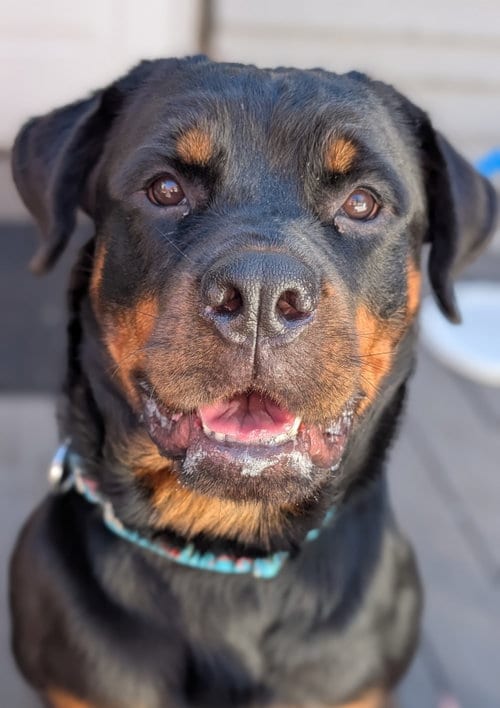 Photo of Diamond, adoptable Rottweiler in Hillsboro, New Hampshire