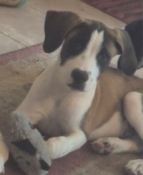 Photo of Ronan, adoptable Pit Bull Terrier in The Woodlands, Texas