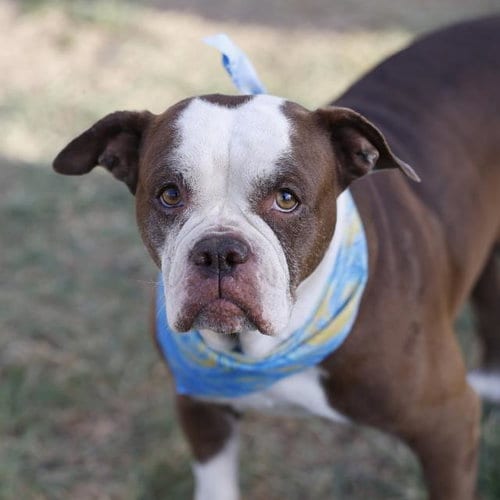 Photo of Tammy, adoptable English Bulldog in San Antonio, Texas