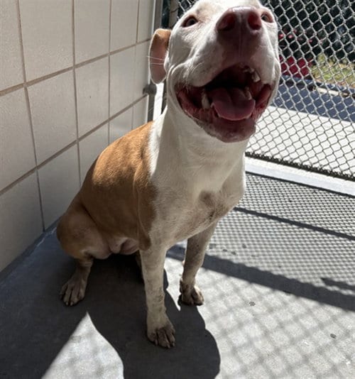 Photo of Viola, adoptable American Pit Bull Terrier in Corpus Christi, Texas