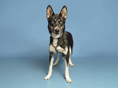 Photo of Bluey, adoptable Siberian Husky in Phoenix, Arizona